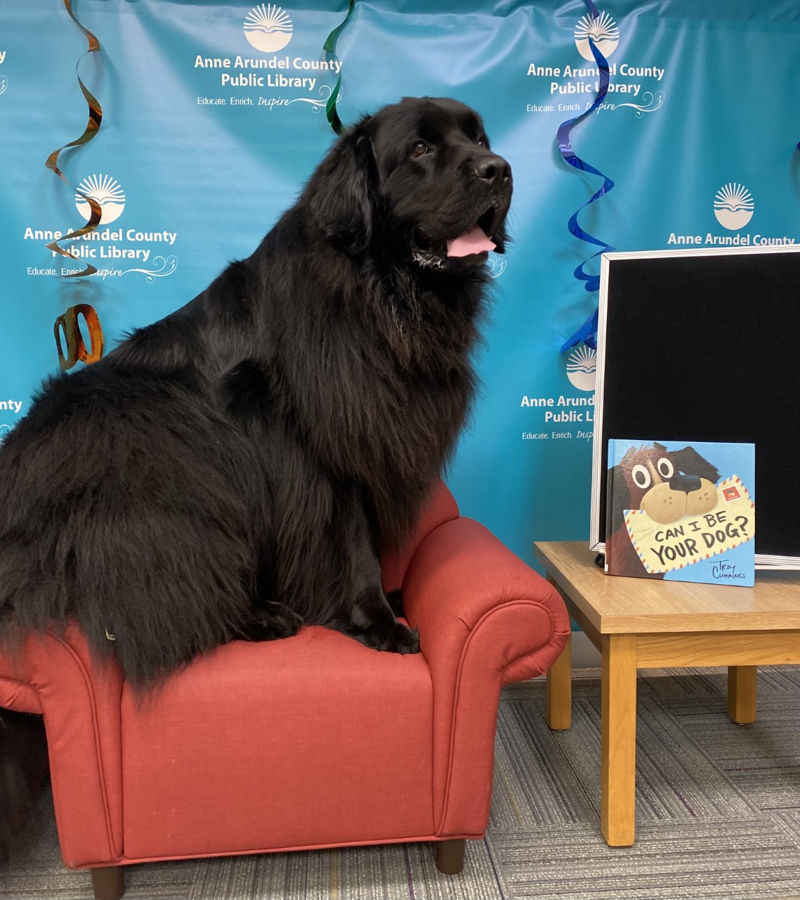 Large black dog sitting on small chair with a book on display on table next to him.