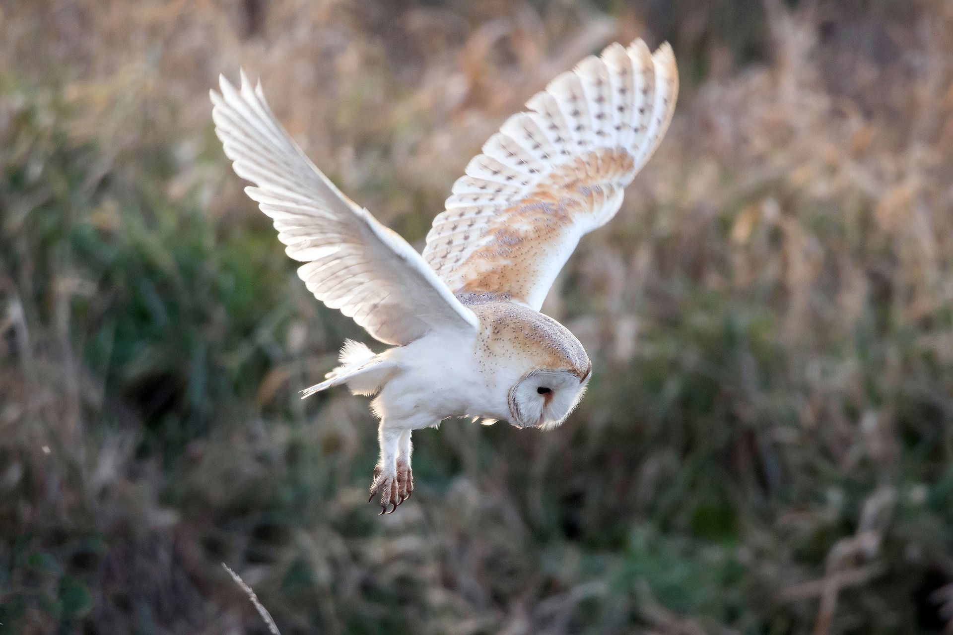 A barn owl mid-flight. 