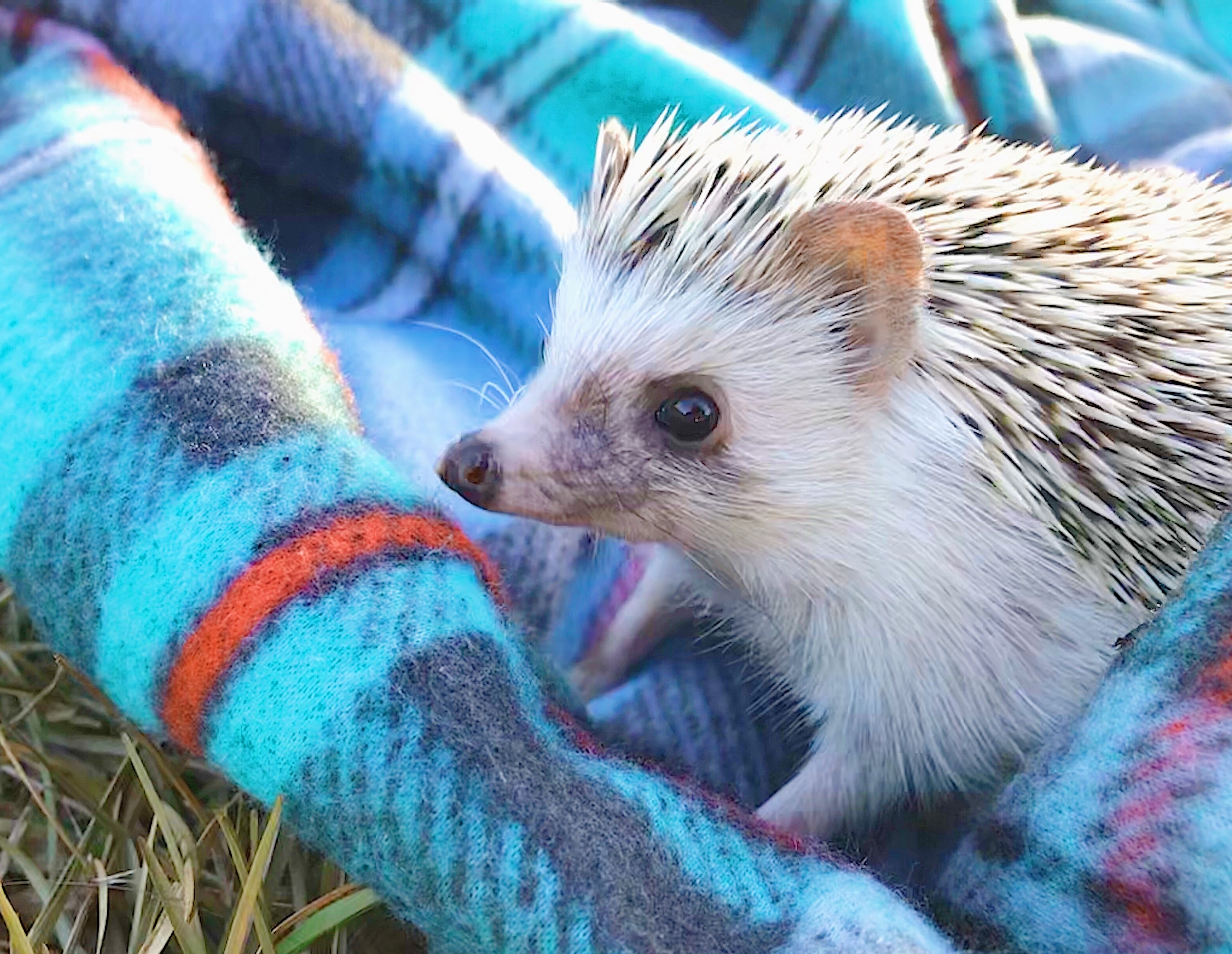 Hedgehog on blanket
