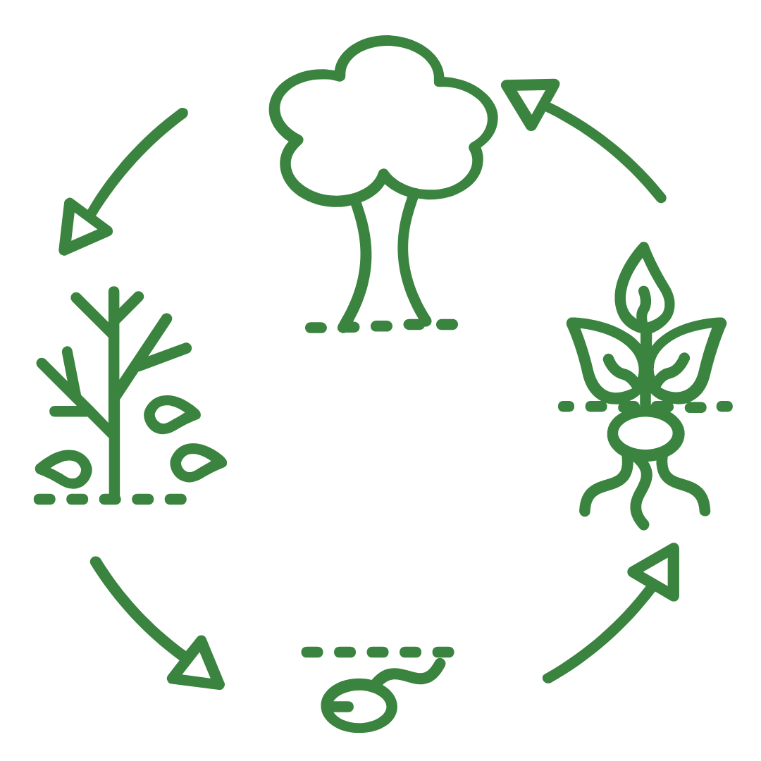 Graphic of a trees life cycle: seed, seedling, tree, seeds falling