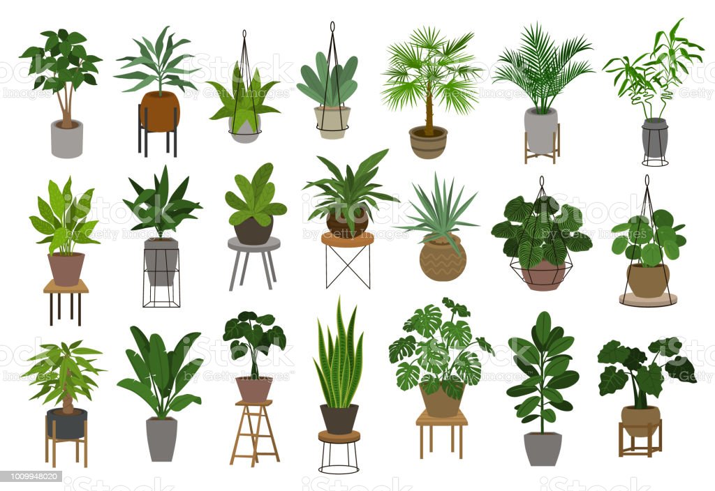 A collection of houseplants in pots with stands