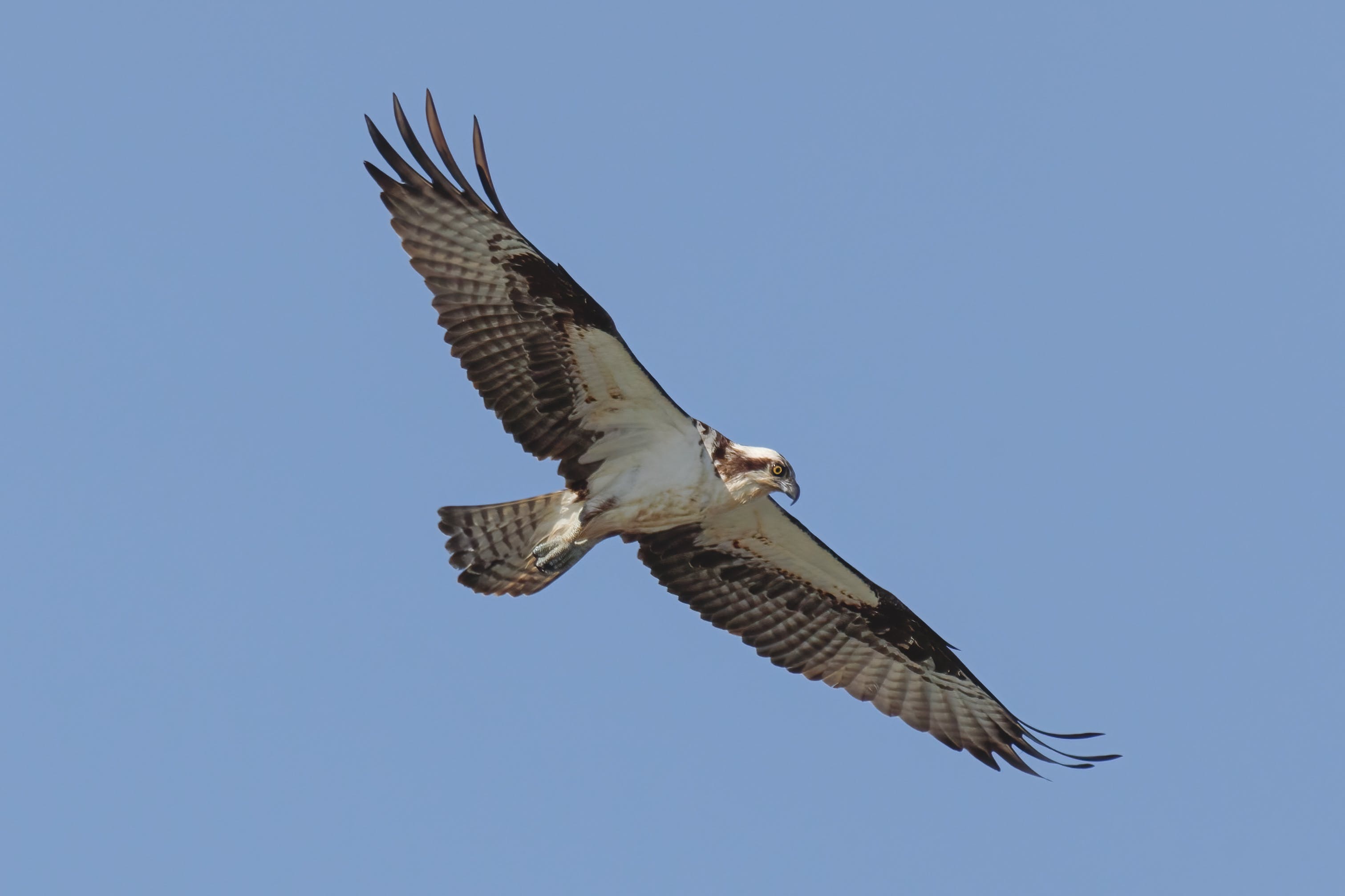 adult osprey in flight