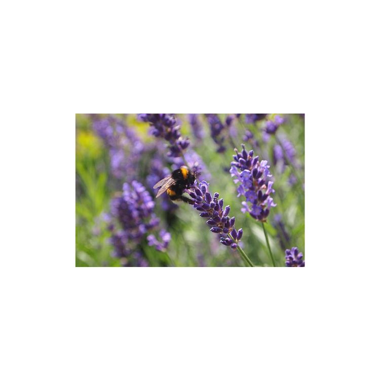 A bee on purple lavender flower