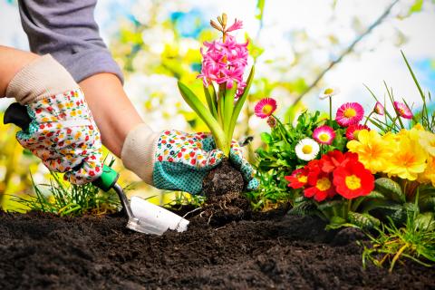 Person with gardening gloves planting flowers in soil