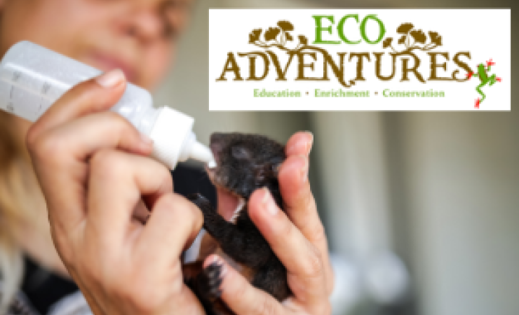 Eco Adventures Education Enrichment Conservation. Photo of a baby squirrel being bottle fed.
